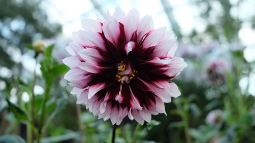 Close-up of pink flower