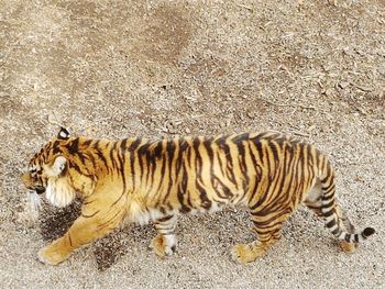 High angle view of cat