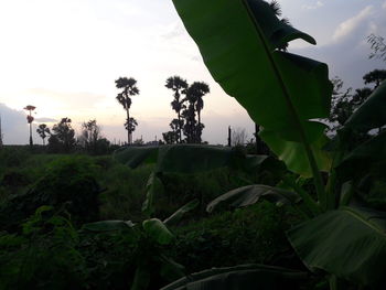 Trees growing on field against sky