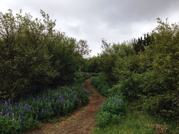 Footpath amidst trees