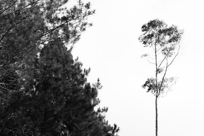 Low angle view of tree against clear sky