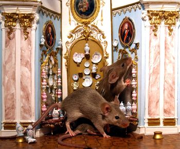 Close-up of mice on dollhouse