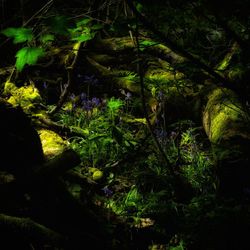 Close-up of moss growing in forest