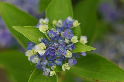 Close-up of purple flowers