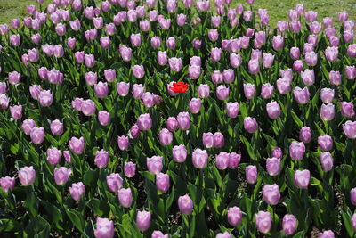 Close-up of pink tulip flowers on field