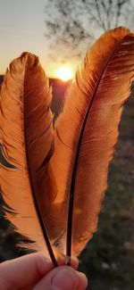 Close-up of hand holding feather