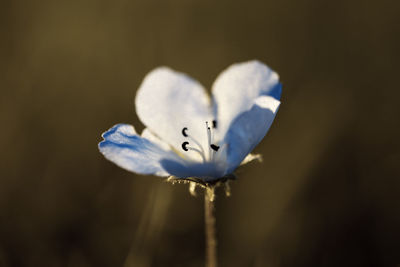 Close-up of insect on flower