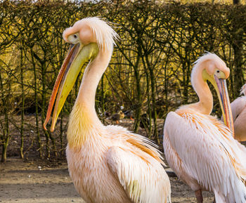 View of pelican in park