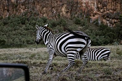 Side view of zebra running away, beautiful kenya