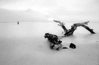 Driftwood on beach against sky