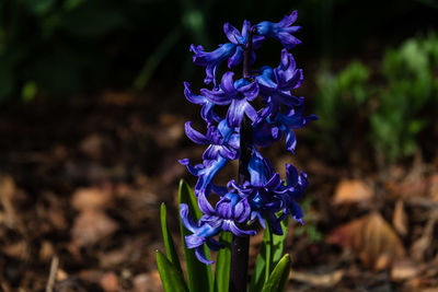 Close-up of purple crocus blooming outdoors