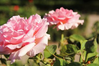 Close-up of pink rose