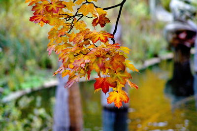 Close-up of autumn tree