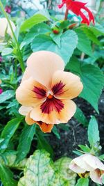 Close-up of hibiscus blooming outdoors