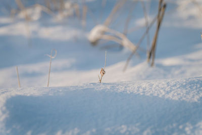 Close-up of spider on snow