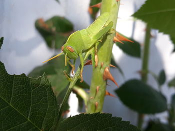 Close-up of insect on leaf