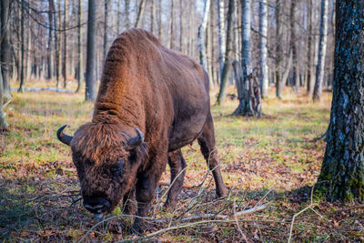 Horse in a forest