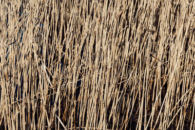 Full frame shot of reed