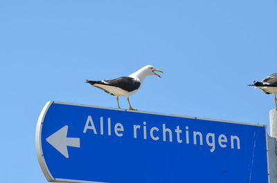 Low angle view of seagull perching on a sign