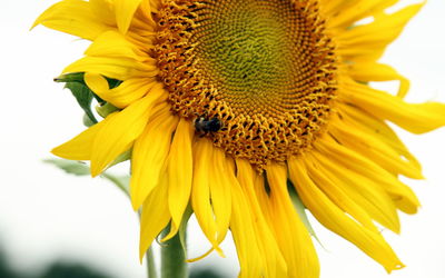 Close-up of bee pollinating sunflower