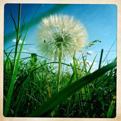 Close-up of dandelion flowers