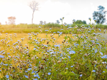 Close-up of flowering plants on field against sky