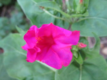 Close-up of pink rose