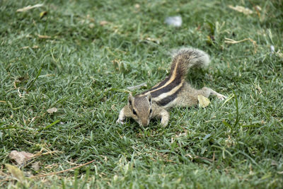 View of squirrel on grass