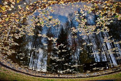 Trees growing on field in forest