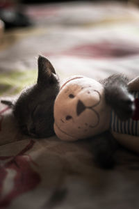 Close-up of a cat sleeping on bed