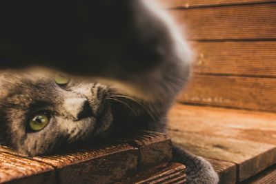 Close-up of cat lying down