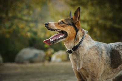 Close-up of australian cattle dog panting while standing on field