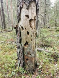 Close-up of tree trunk in forest