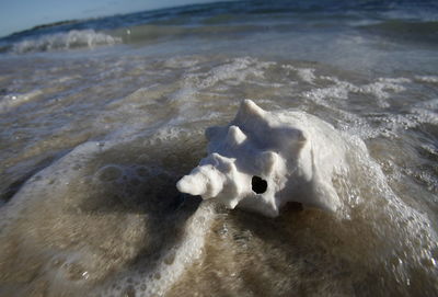 High angle view of shell on wet shore