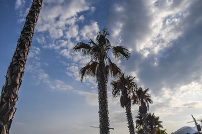 Low angle view of palm tree against cloudy sky