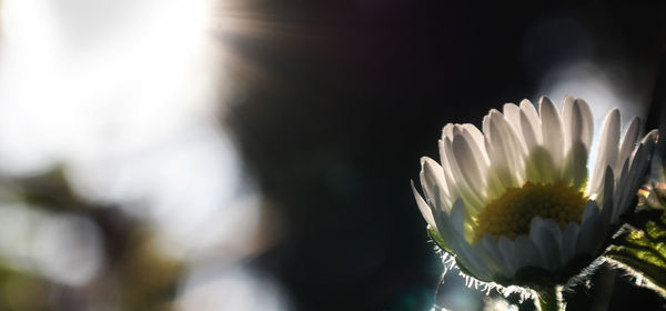 Close-up of white flowers