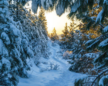 Snow covered pine trees in forest during sunset