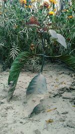 High angle view of flowering plant on field