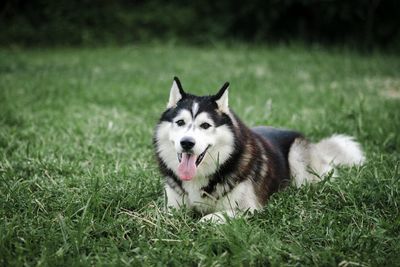 Portrait of dog sticking out tongue while resting on grassy field