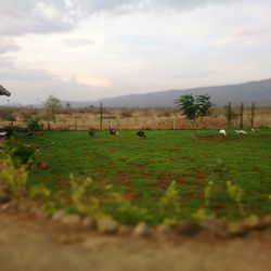 Scenic view of grassy field against cloudy sky