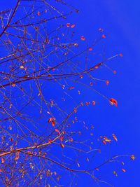 Low angle view of flower tree against blue sky