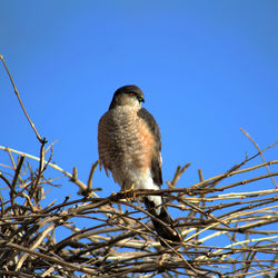 Low angle view of bird perching on branch against blue sky