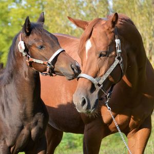 Horse and foal on grassy field