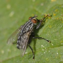 Close-up of fly on leaf