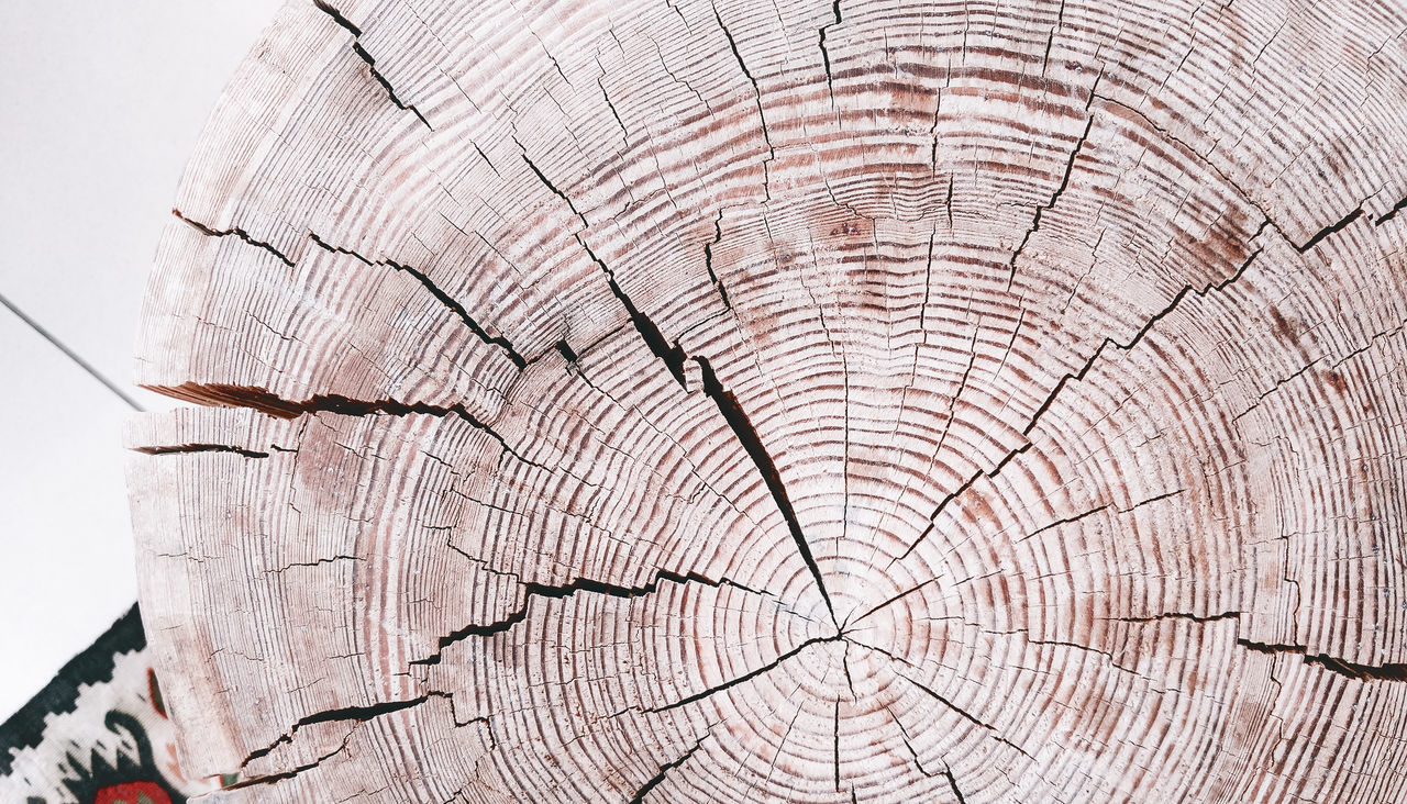 CLOSE-UP OF TREE STUMP AT FOREST