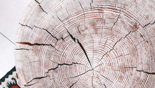 Close-up of tree stump in forest