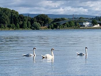 Swans in lake