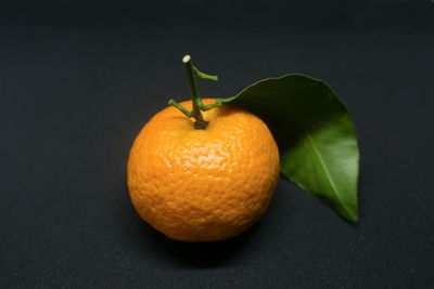 Close-up of orange fruit against black background