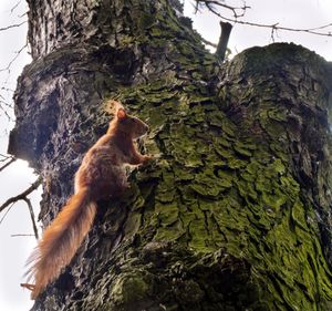 Low angle view of a cat sitting on tree trunk