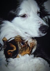 Close-up of dog resting